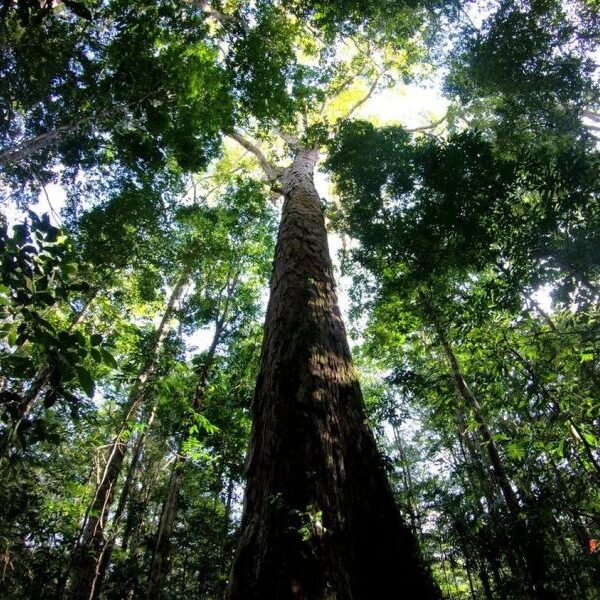 Cipem%20(Centro%20das%20Indústrias%20Produtoras%20e%20Exportadoras%20de%20Madeira%20de%20Mato%20Grosso)