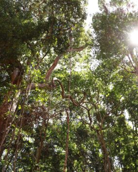 Cipem (Centro das Indústrias Produtoras e Exportadoras de Madeira de Mato Grosso)