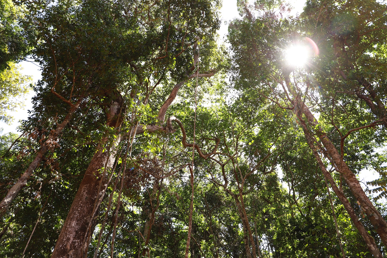 Cipem (Centro das Indústrias Produtoras e Exportadoras de Madeira de Mato Grosso)